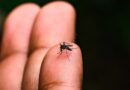 SP lança portal “Dengue 100 Dúvidas” para informar população na luta contra o mosquito